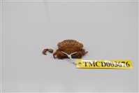 藏品(肉球皺蟹)的圖片